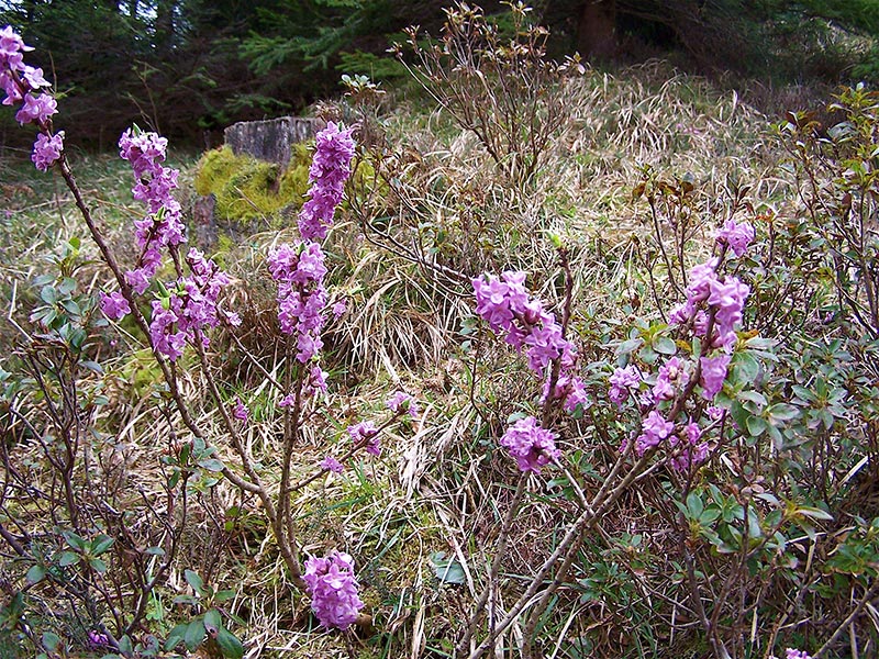 Seidelbast